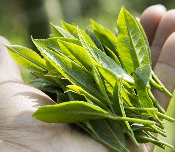 引發茶葉變質的主要因素有什么？