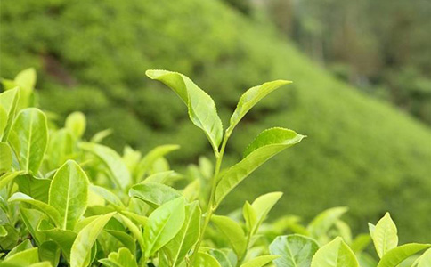 綠茶批發