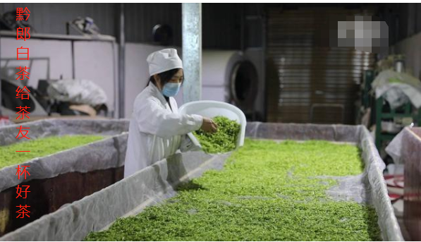 白山中國白茶之鄉”貴州正安白茶采摘進入高峰期